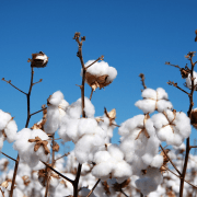 Cotton Trimmings